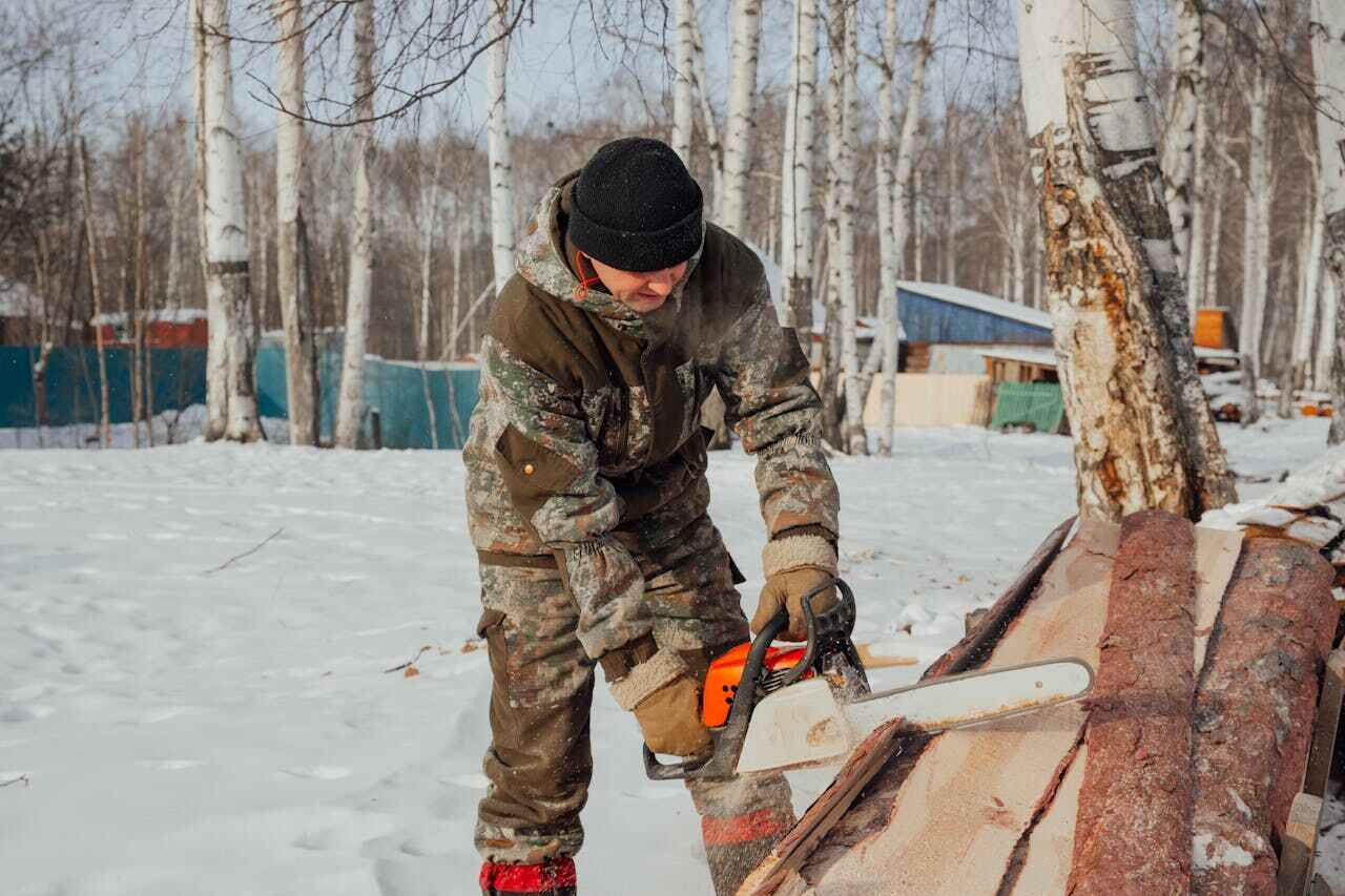 The Steps Involved in Our Tree Care Process in Ham Lake, MN